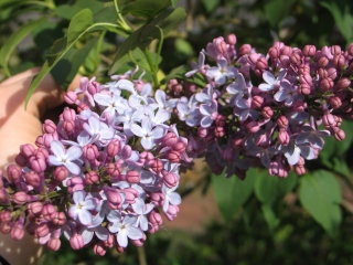 lilac 2